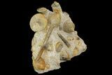 Impressive Cluster Of Ammonites, Gastropods, Belemnites #173179-3